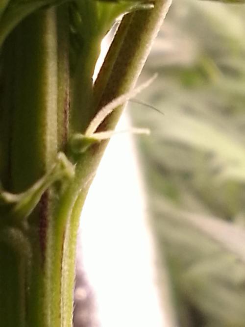 CANDY CREAM GO FAST. Week 7