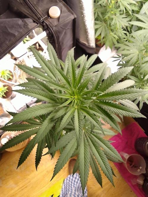 CANDY CREAM GO FAST. Week 7