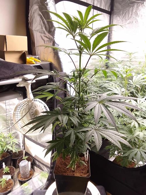CANDY CREAM GO FAST. Week 7