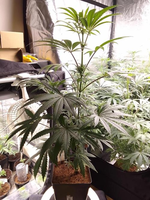 CANDY CREAM GO FAST. Week 7