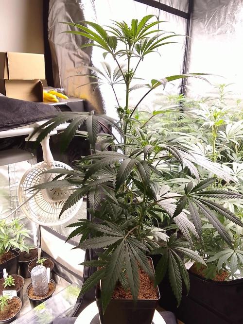 CANDY CREAM GO FAST. Week 7