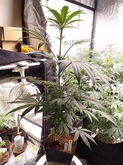 CANDY CREAM GO FAST. Week 7