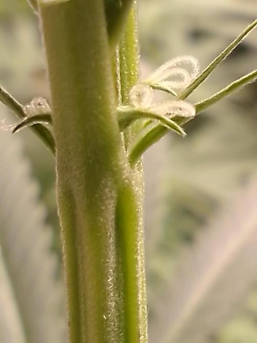 CANDY CREAM GO FAST. Week 7