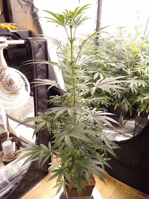 CANDY CREAM GO FAST. Week 7