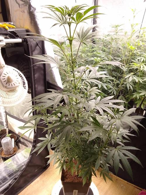 CANDY CREAM GO FAST. Week 7