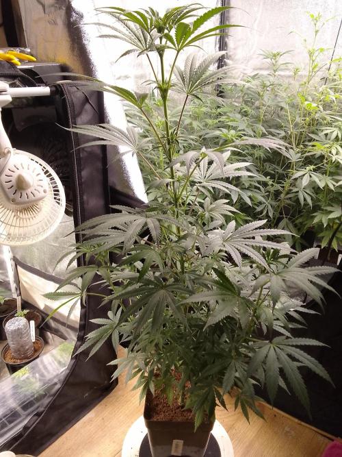 CANDY CREAM GO FAST. Week 7