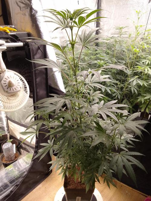 CANDY CREAM GO FAST. Week 7