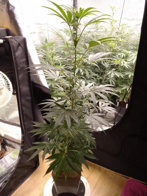 CANDY CREAM GO FAST. Week 7