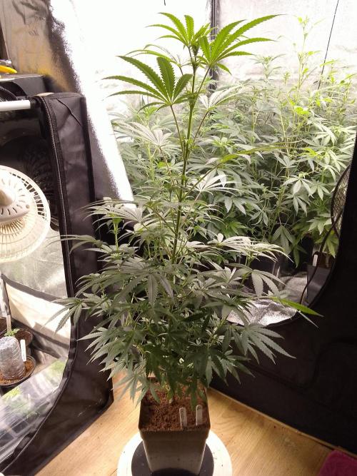 CANDY CREAM GO FAST. Week 7