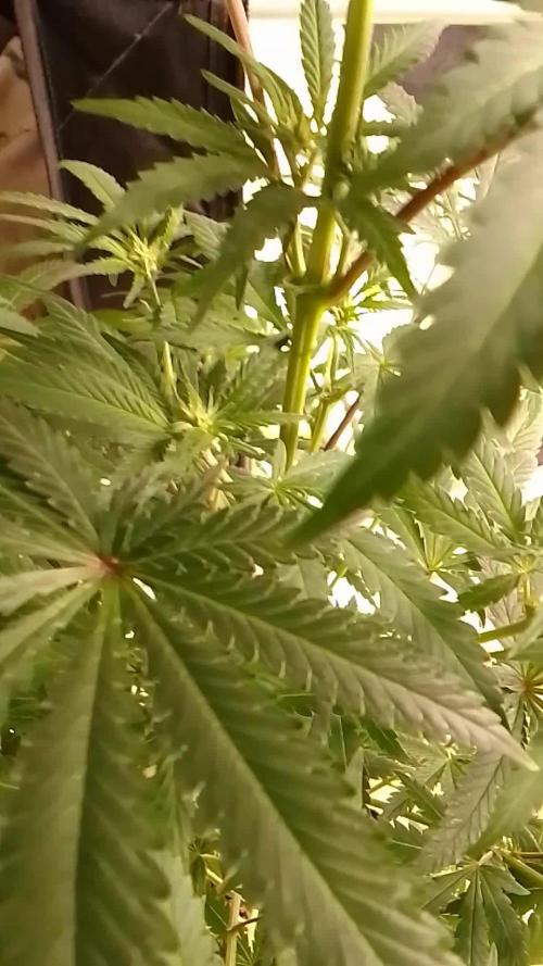PURE SKUNK