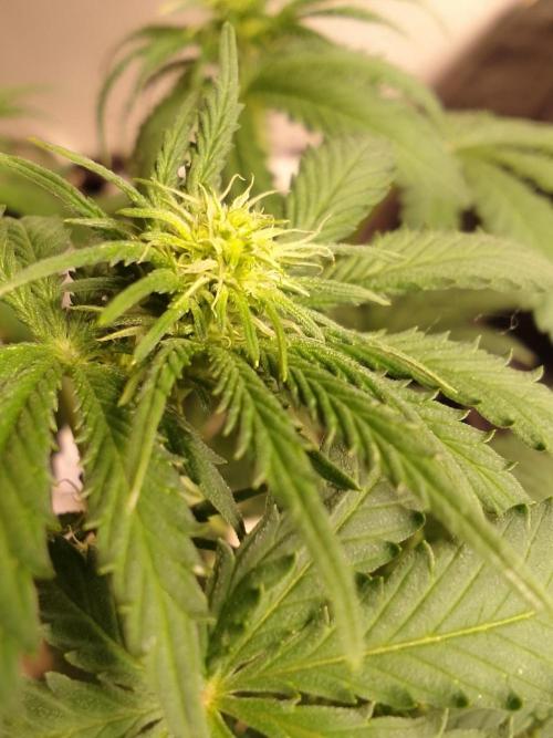 PURE SKUNK . Week 7