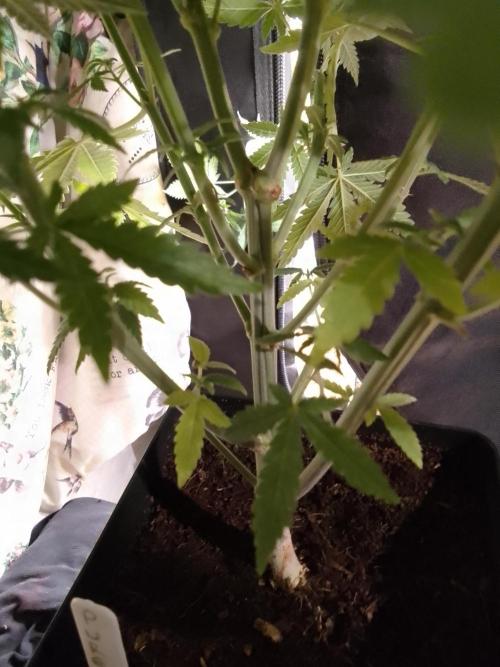 PURE SKUNK . Week 7