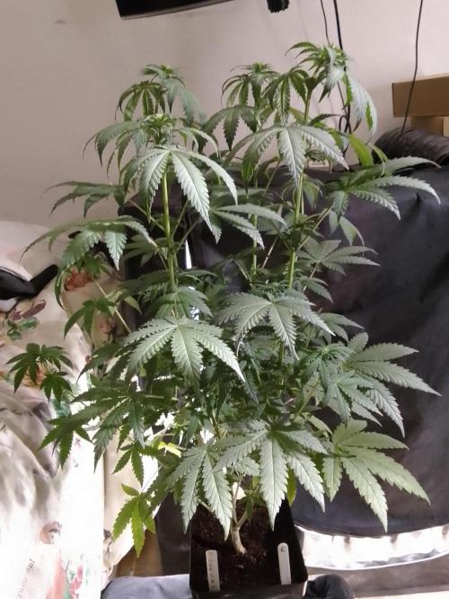 PURE SKUNK . Week 7