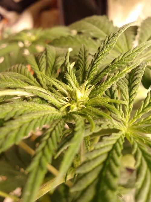 PURE SKUNK . Week 7