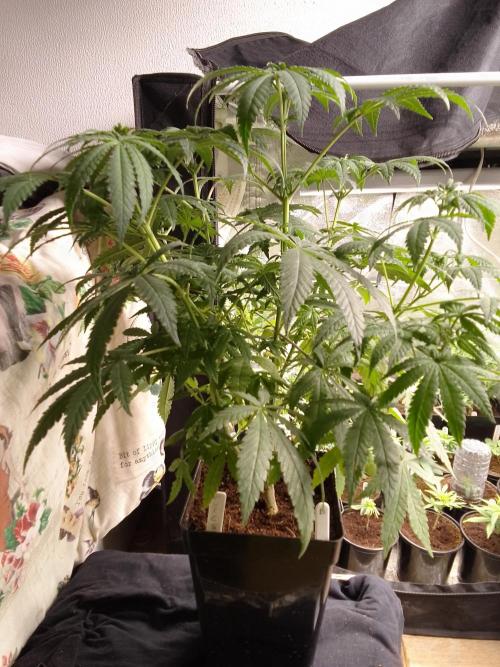 PURE SKUNK . Week 7