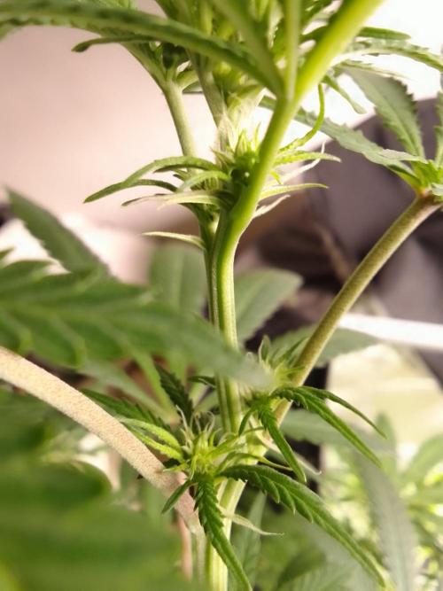 PURE SKUNK . Week 7