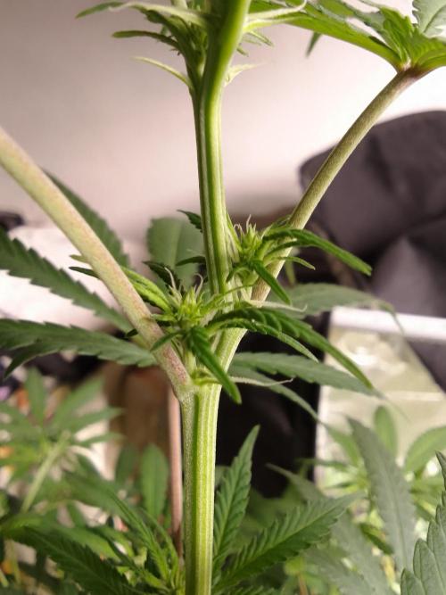 PURE SKUNK . Week 7