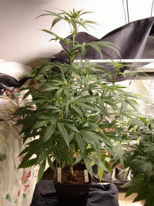 PURE SKUNK . Week 7