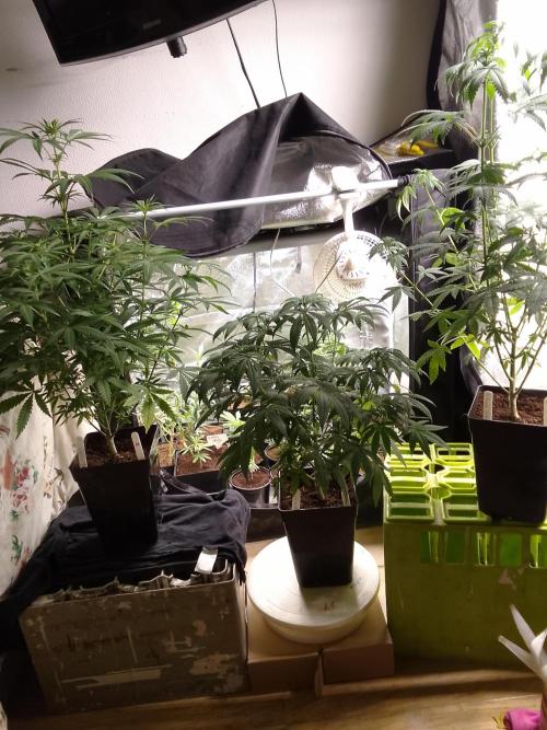 Pure Skunk Go Fast. Week 7