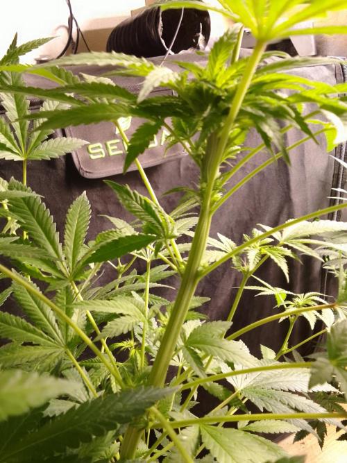 AMNESIA HAZE GO FAST kannabia seed's. Week 11