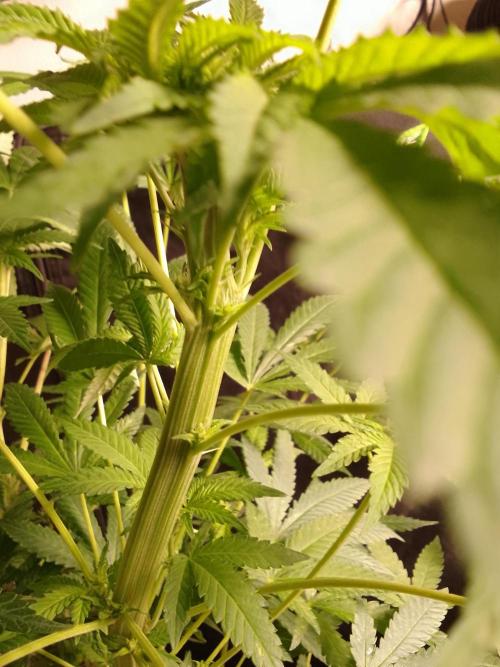 AMNESIA HAZE GO FAST kannabia seed's. Week 11