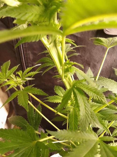 AMNESIA HAZE GO FAST kannabia seed's. Week 11