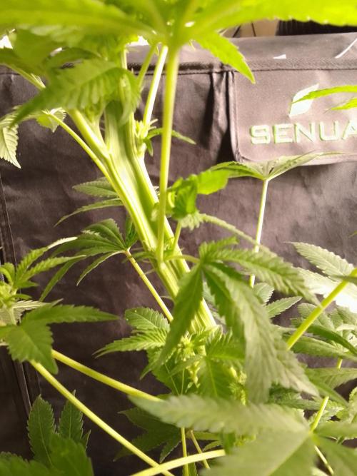 AMNESIA HAZE GO FAST kannabia seed's. Week 11