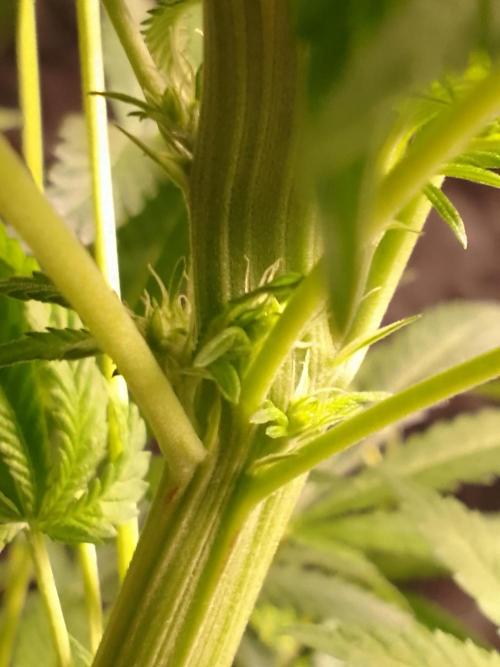 AMNESIA HAZE GO FAST kannabia seed's. Week 11