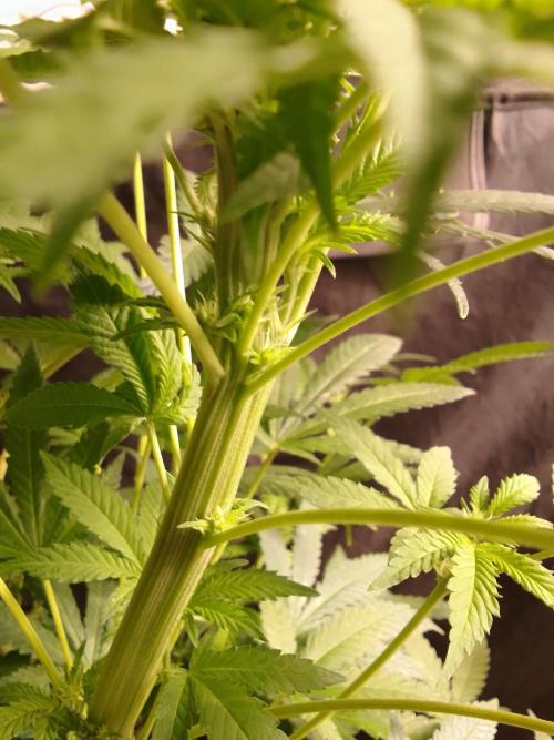 AMNESIA HAZE GO FAST kannabia seed's. Week 11
