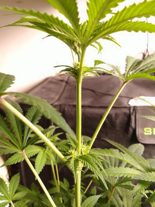 AMNESIA HAZE GO FAST kannabia seed's. Week 11