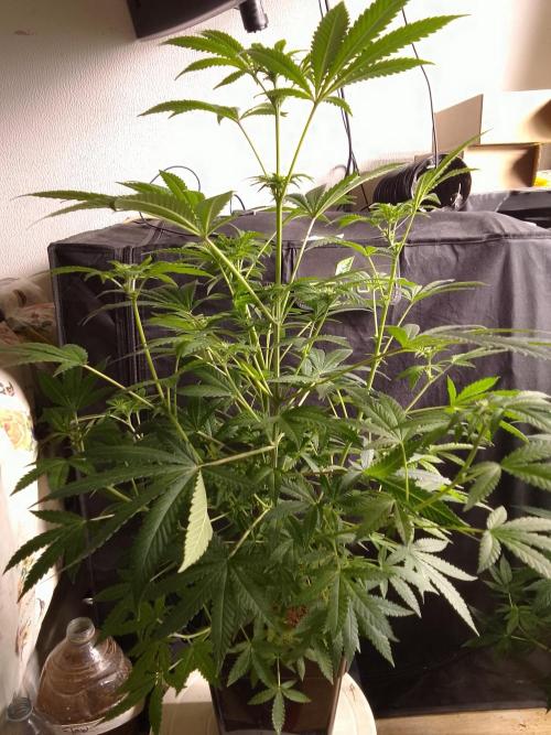 AMNESIA HAZE GO FAST kannabia seed's. Week 11