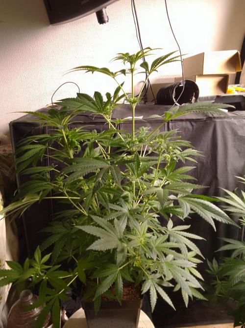 AMNESIA HAZE GO FAST kannabia seed's. Week 11