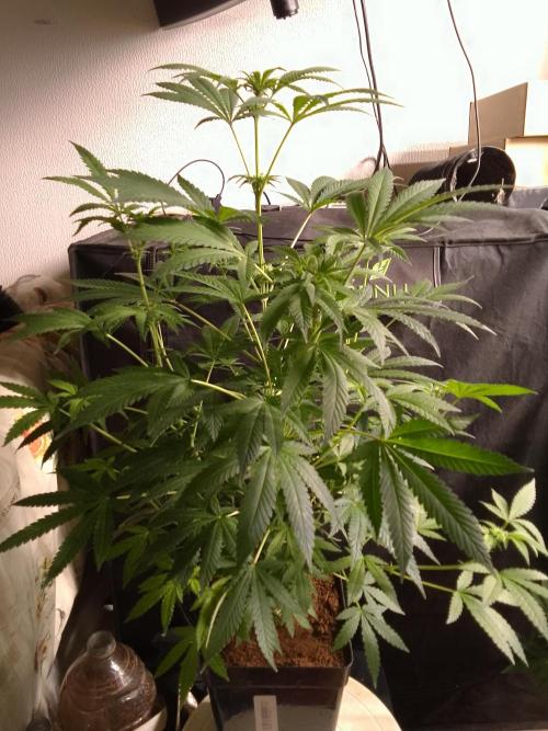 AMNESIA HAZE GO FAST kannabia seed's. Week 11