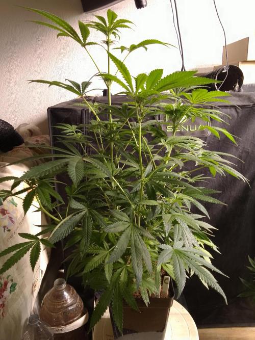 AMNESIA HAZE GO FAST kannabia seed's. Week 11