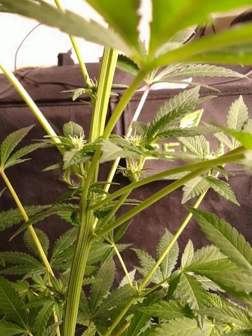 AMNESIA HAZE GO FAST kannabia seed's. Week 11