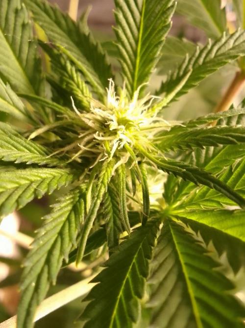 AMNESIA HAZE GO FAST kannabia seed's. Week 11