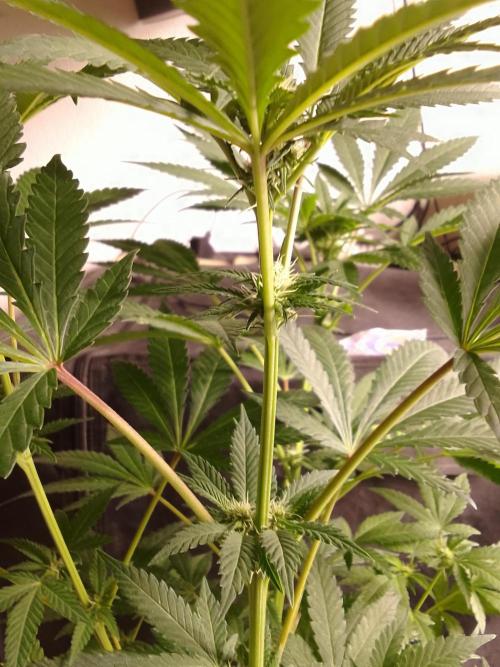 AMNESIA HAZE GO FAST kannabia seed's. Week 11