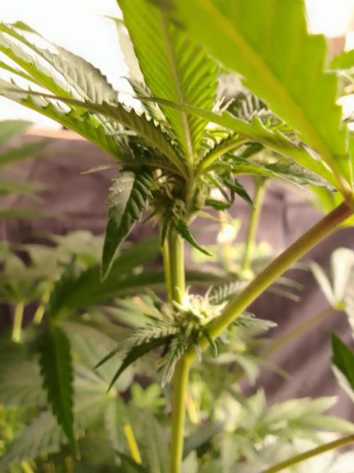 AMNESIA HAZE GO FAST kannabia seed's. Week 11