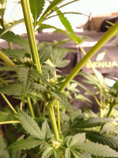 AMNESIA HAZE GO FAST kannabia seed's. Week 11