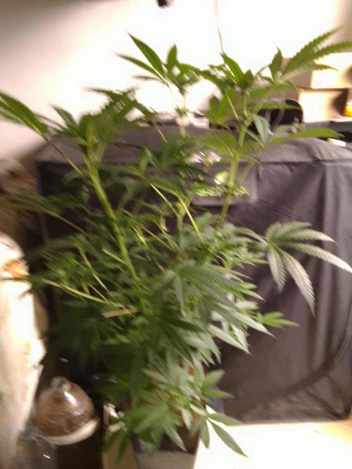 AMNESIA HAZE GO FAST kannabia seed's. Week 11