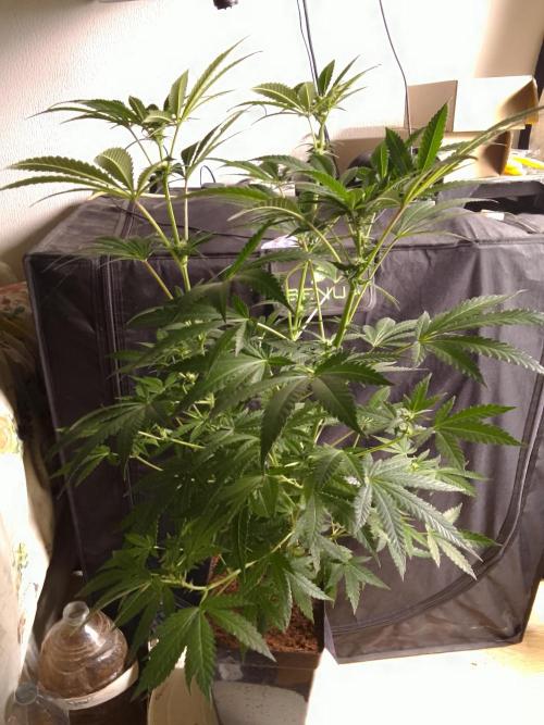 AMNESIA HAZE GO FAST kannabia seed's. Week 11