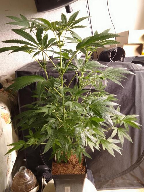 AMNESIA HAZE GO FAST kannabia seed's. Week 11