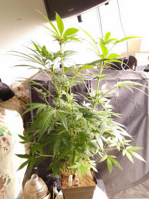 AMNESIA HAZE GO FAST kannabia seed's. Week 11