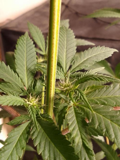 AMNESIA HAZE GO FAST kannabia seed's. Week 11