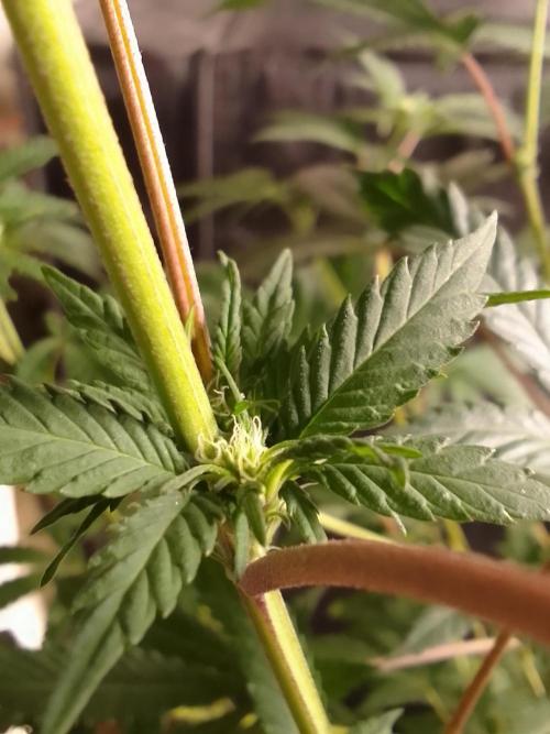 AMNESIA HAZE GO FAST kannabia seed's. Week 11