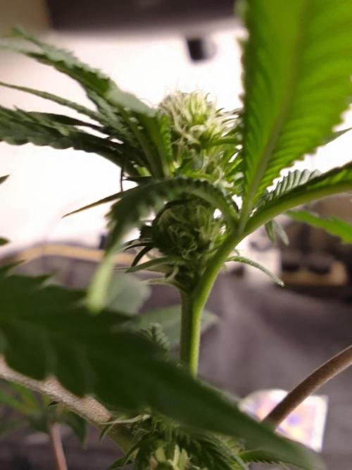AMNESIA HAZE GO FAST kannabia seed's. Week 11