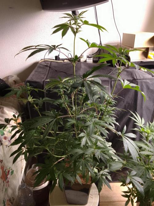 AMNESIA HAZE GO FAST kannabia seed's. Week 11