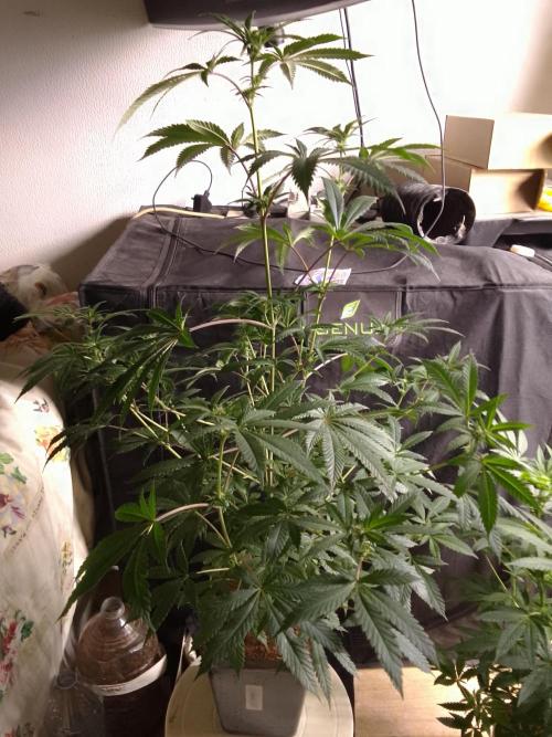 AMNESIA HAZE GO FAST kannabia seed's. Week 11