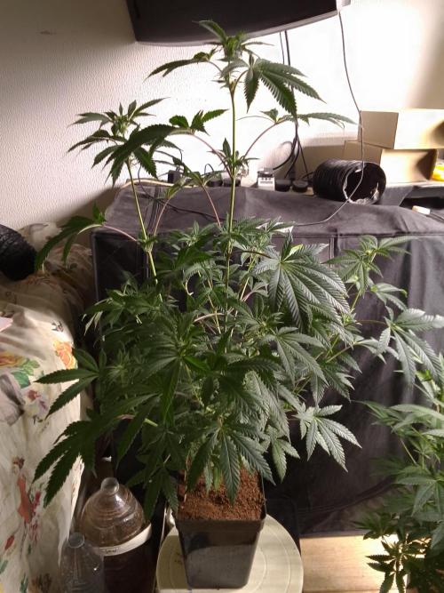 AMNESIA HAZE GO FAST kannabia seed's. Week 11
