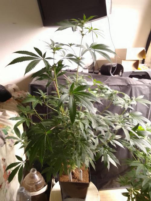 AMNESIA HAZE GO FAST kannabia seed's. Week 11
